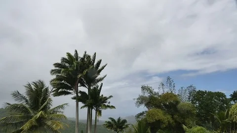 Time Lapse-Trade wind blowing palm trees clouds race over Barbados mountain top Stock Footage 73522248