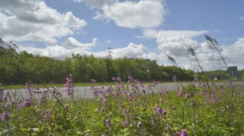 Time lapse traffic passing wild flowers on A64 near Leeds Yorkshire UK Stock Footage 50279797