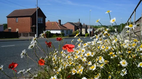 Time lapse traffic passing wild flowers growing by roadside leeds uk Stock Footage 51035580