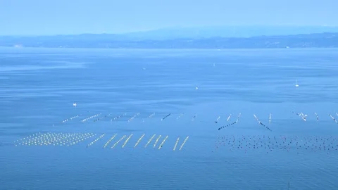 Time lapse traffic of sailing, speed boat and fishing boats in Gulf of Trieste Stock Footage 138266033