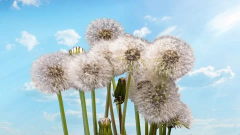 Time-Lapse Transformation: Dandelion Buds Blooming Under Blue Skies Stock Footage 276671374