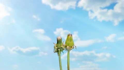 Time-Lapse Transformation: Dandelion Buds Blooming Under a Blue Sky Stock Footage 278397287