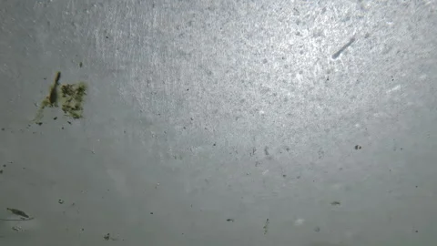 Time lapse, translucent ice floes glide over freshwater algae floats in water Vídeos de archivo 330119319