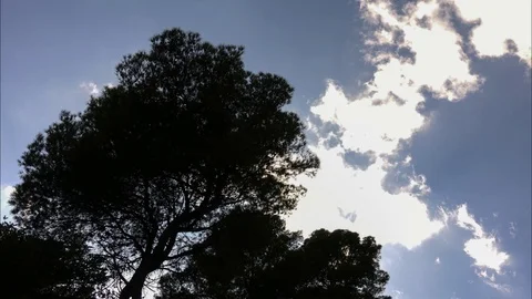 Time lapse of a tree and moving clouds Video stock 91176774