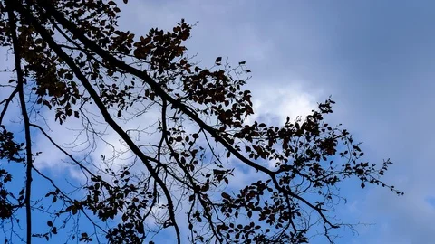 .Time-lapse of tree branch in forest on foreground with moving clouds over bl Stock Footage 120791162
