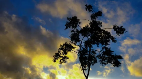 Time lapse of a tree with clouds in background at sunset Stockbeeldmateriaal 64036871