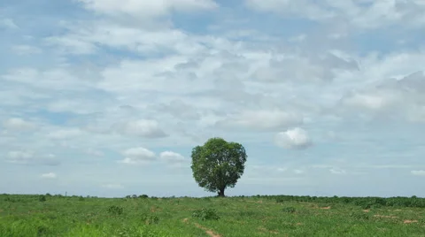 Time lapse of tree in field, clouds running billowing. 4k 4096x2304 clip. Stock Footage 50374495