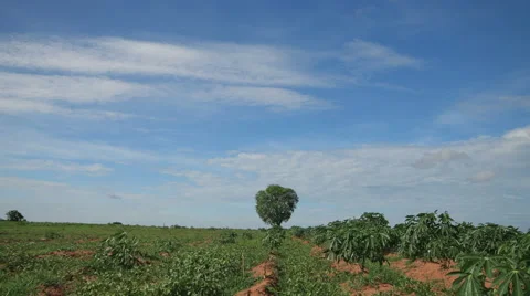 Time lapse of tree in field slide dolly, 4k 4096x2304 clip. Stock Footage 50376223