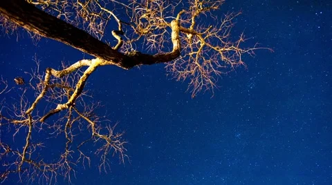 Time Lapse up a Tree Stock Footage 48414441