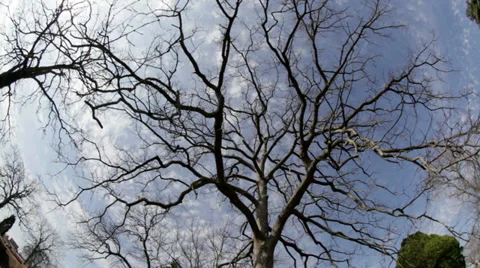 Time Lapse with a tree in foreground. Stock-Footage 36684649