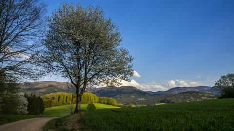 Time Lapse Tree Nature Way Sun Forest Germany Schwarzwald 4K Stock Footage 176836008