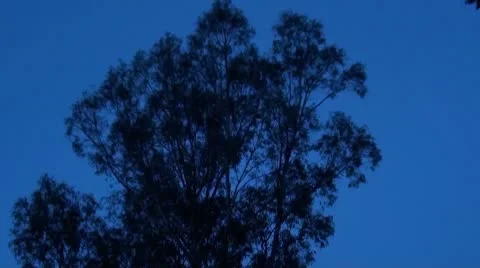 Time lapse of a tree at night fall Stock Footage 8930855