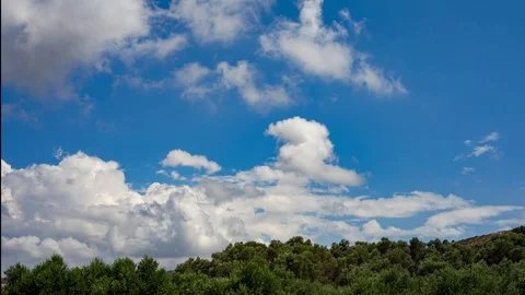 Time lapse Tree oliver and sky Video stock 100131005