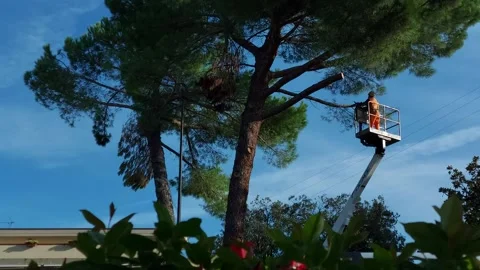 Time lapse tree pruning, Clouds and blue sky, Footage HD Stock Footage 140919286