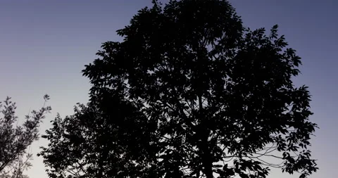 Time lapse of a tree in the rising sun. Tropical trees in the sunrise Stock Footage 132042250