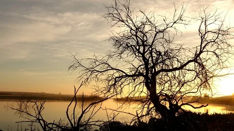 Time lapse of a tree by the river at dawn Stock Footage 103375104