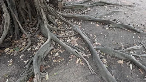 Time-Lapse of Tree Root Growth Stock Footage 281822587
