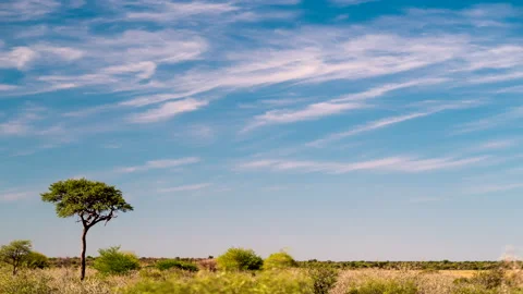 Time lapse of a tree in a savannah landscape in Botswana Stock Footage 163203600