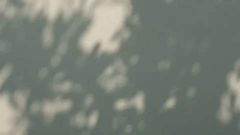 Time lapse tree shadow on wall Stock Footage 221688796