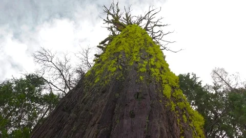 Time Lapse Tree in Sierra National Forest 動画素材 71102659