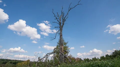 Time lapse of a tree silhouette against a beautiful cloudy sky in a grassy field Stock Footage 256645753