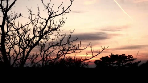 Time lapse of tree silhouette with beautiful sunset Video stock 171407533