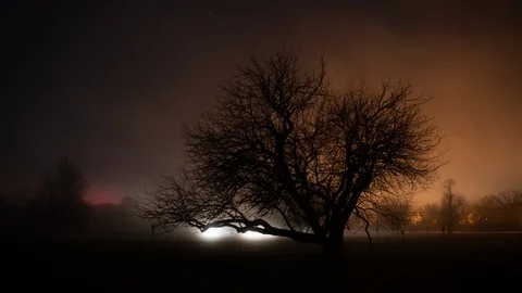 Time lapse of a tree silhouetted by traffic light streaks on a foggy night Stock Footage 100448245