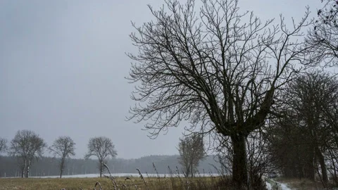 Time lapse of tree in snowy day Video stock 167853725