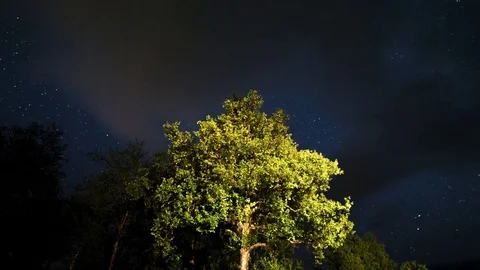 Time lapse of a tree with stars rotating in the background Stock Footage 79273994