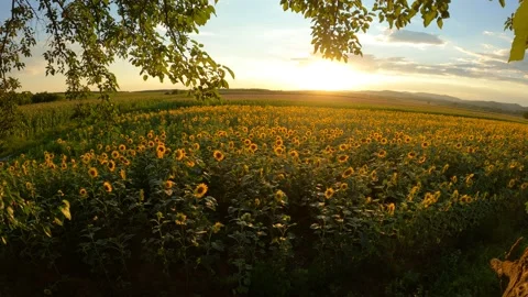 Time lapse from the tree with the sunflower field at sunset Stock Footage 201538336