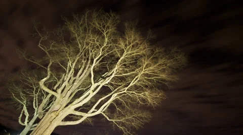 Time Lapse - Tree Veins Night to Day Stock Footage 39514775