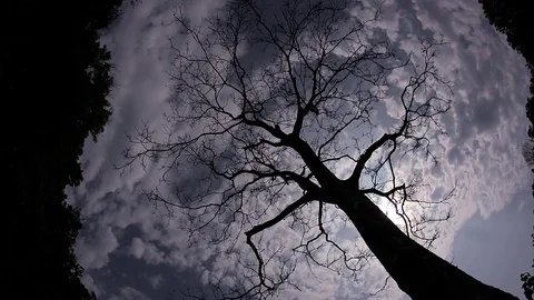Time lapse of a tree while the clouds pass by. Stock Footage 71133107