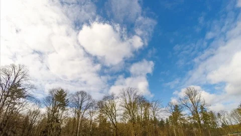 Time lapse Trees 1 Vídeo Stock 99807451