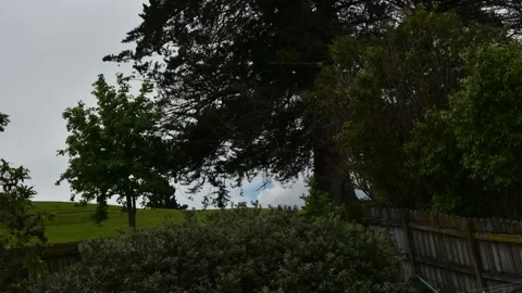Time-lapse of trees and swaying in the wind on a cloudy day Stock Footage 144247736
