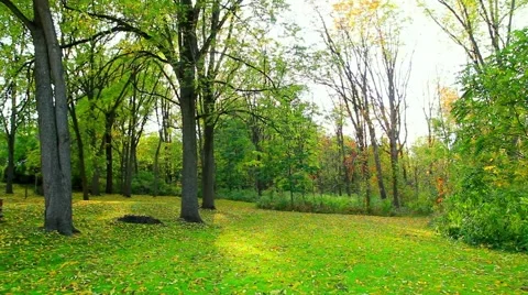 Time lapse of trees dappled in sunlight No.1 Vidéo 45399663