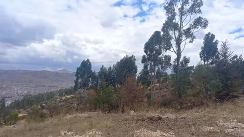 Time lapse of trees with distant city and clouds Stock Footage 293094094