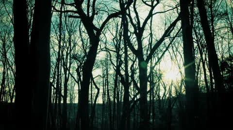 Time lapse trees Stock Footage 24825929