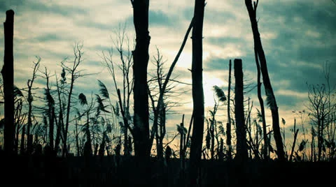 Time-lapse Trees Stock Footage 24826418