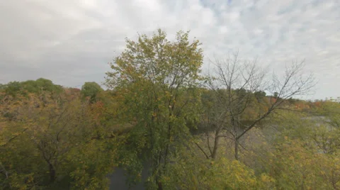 Time Lapse trees Stock Footage 32240610