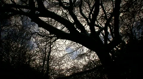 Time lapse trees silhouetted against a winter sky. Video stock 596471