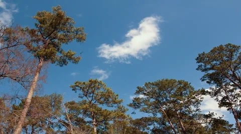 Time Lapse of Trees Swaying While Clouds Pass Overhead Stock Footage 1228783