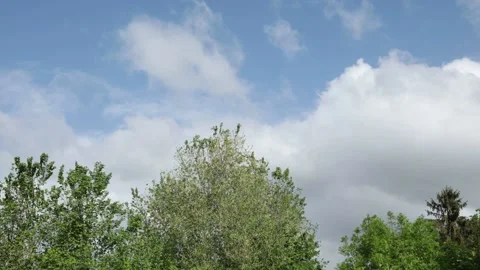 Time lapse trees swaying in the wind rain clouds gathering Jagel Stock Footage 203989192