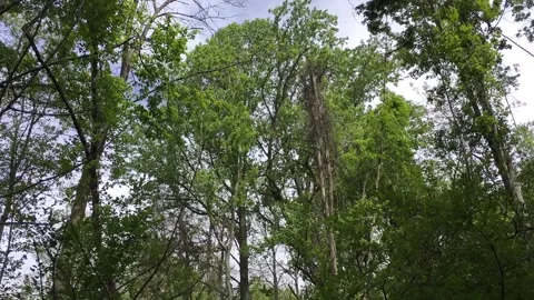 Time lapse of trees in the wind with the sky and clouds in the background Video stock 240129711