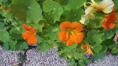 Time lapse of Tropaeolum plants Stock Footage 77906649
