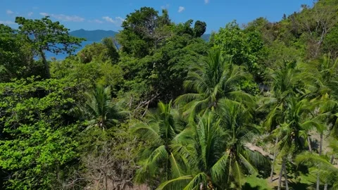 Time lapse Tropical beach with clear water and outrigger boat. Nice aerial view Stock Footage 344497160