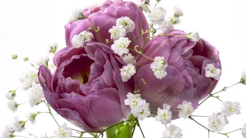 Time lapse tulip bunch of spring flowers opening, close-up. Holiday bouquet. 4K Video stock 127306824