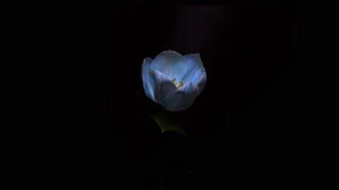 Time lapse. A tulip is changing color from white to blue on a black background. Stock Footage 234776057