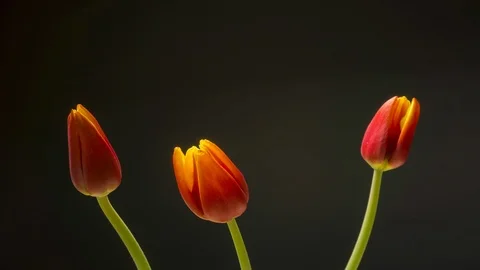 Time lapse of tulips bloom. Stock Footage 104964654