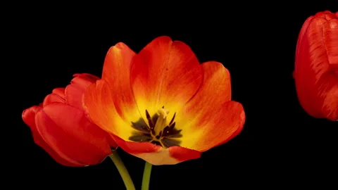Time lapse of tulips blooming, camera movement, hyperlapse, on a black Stock Footage 277181260