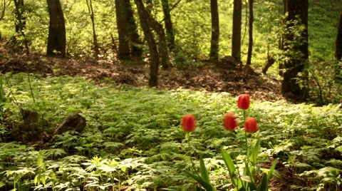 TIME LAPSE Tulips in a forrest – pan Stock Footage 45529729